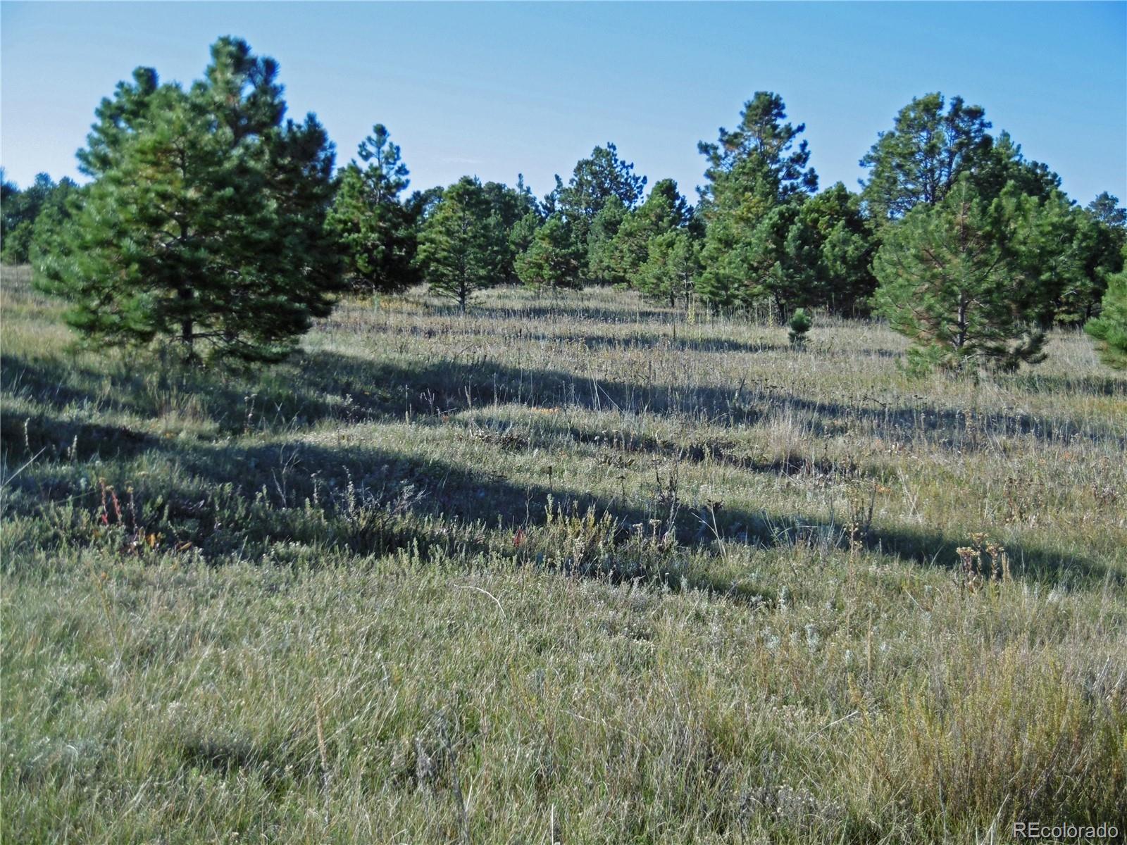 1868 East Baptist Road Monument, CO 80132 - Photo 25 of 27 a view of a lush green forest with lots of trees