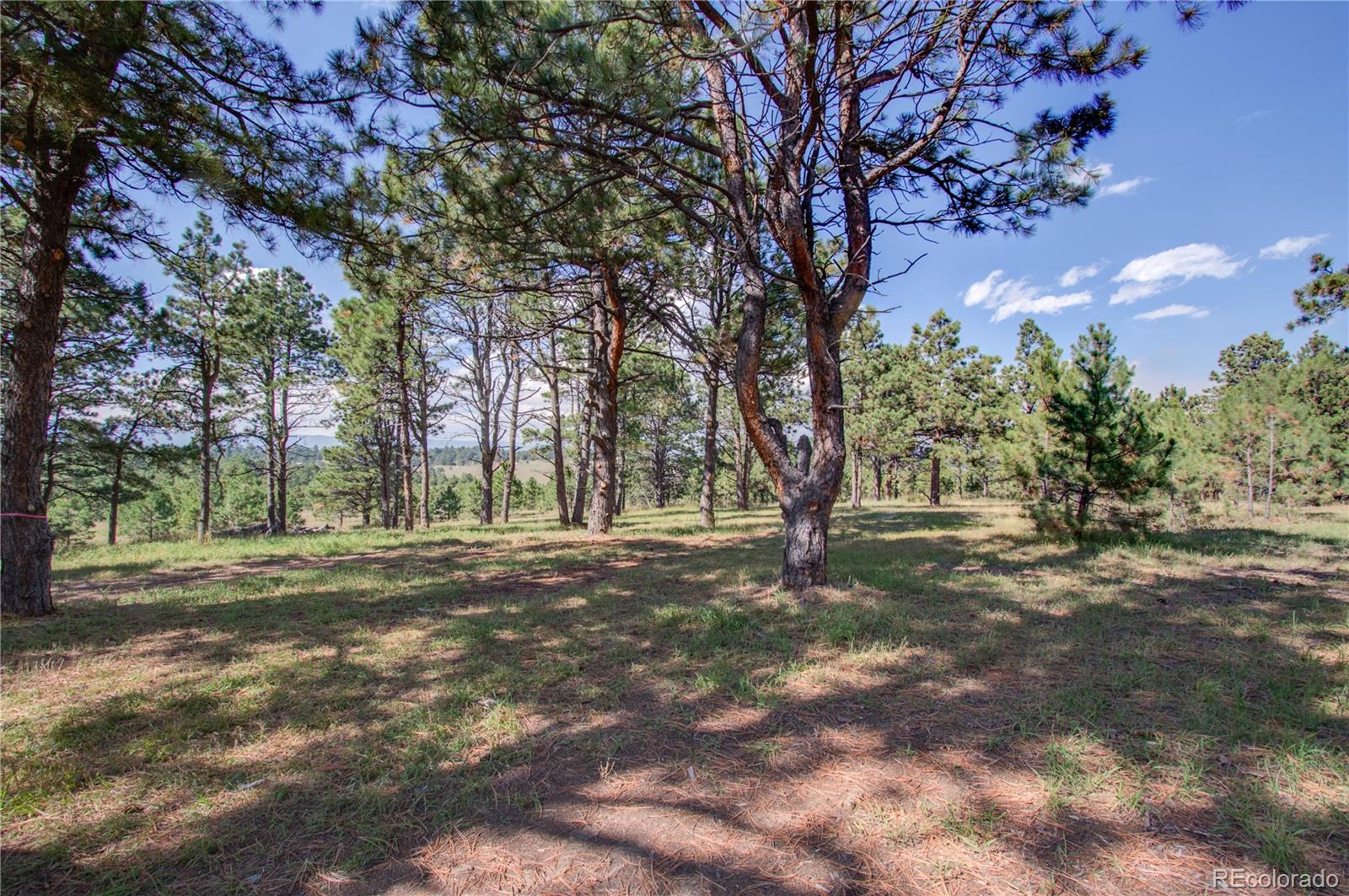1868 East Baptist Road Monument, CO 80132 - Photo 7 of 27 a view of a trees with a yard
