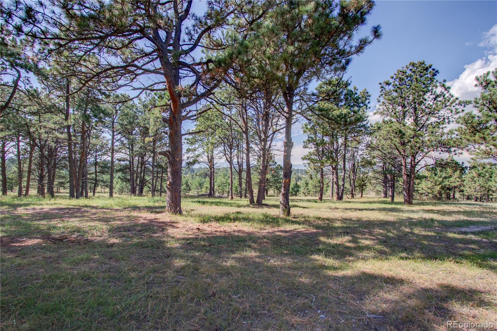 1868 East Baptist Road Monument, CO 80132 - Photo 8 of 27 a view of outdoor space with trees all around