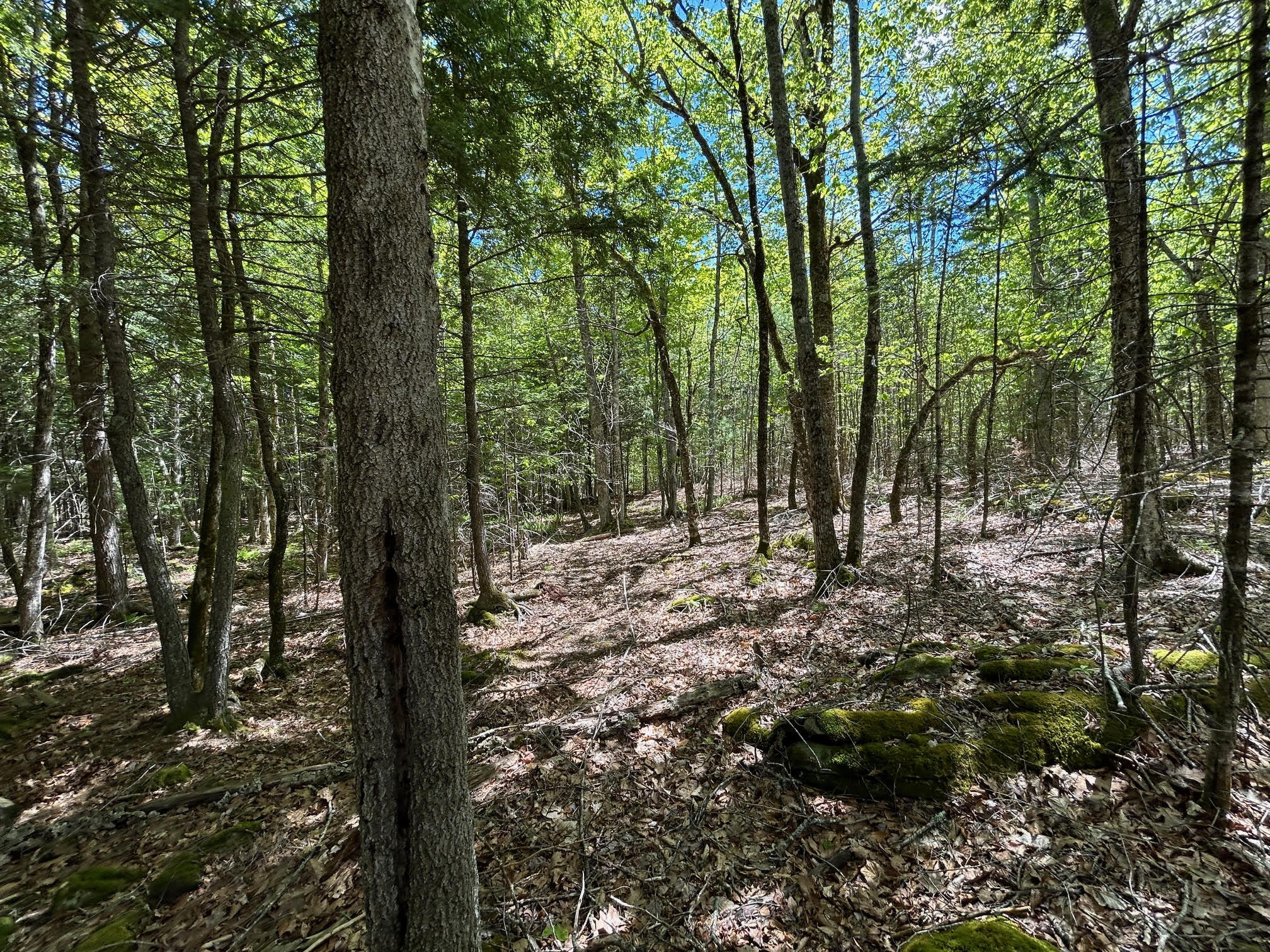 1 West Waldo Road Belfast, ME 04915 - Photo 8 of 13