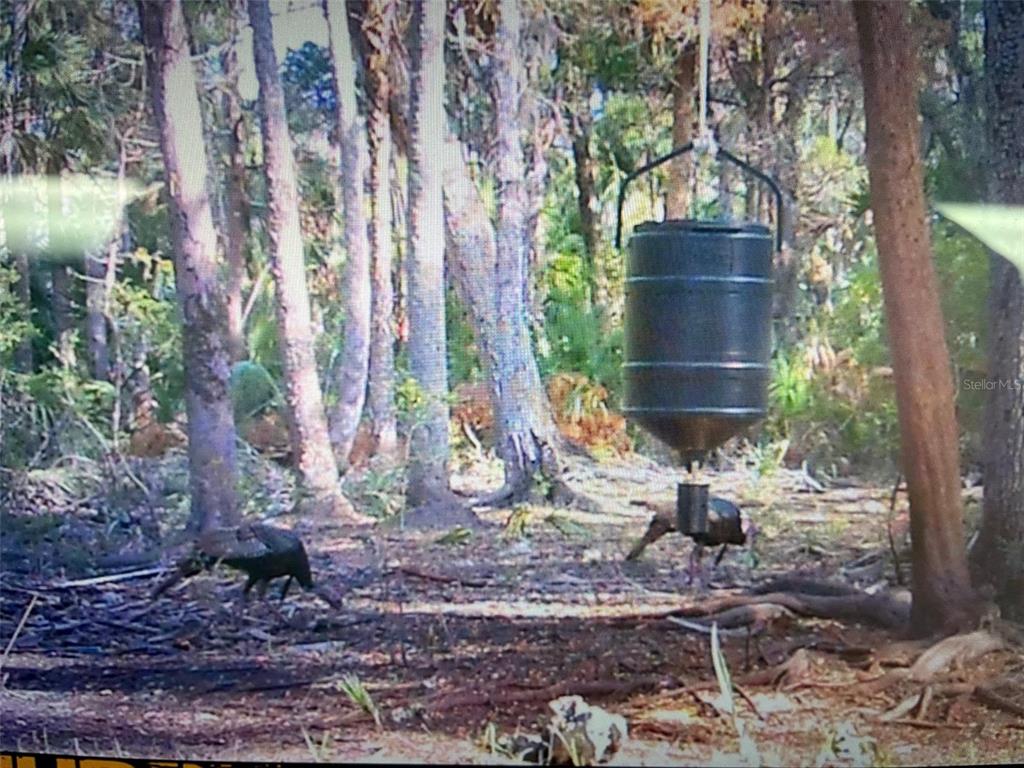 0 Southeast Bee Tree Road Inglis, FL 34449 - Photo 11 of 12 Gallery Image 11