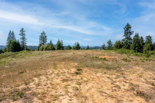 a view of a tree