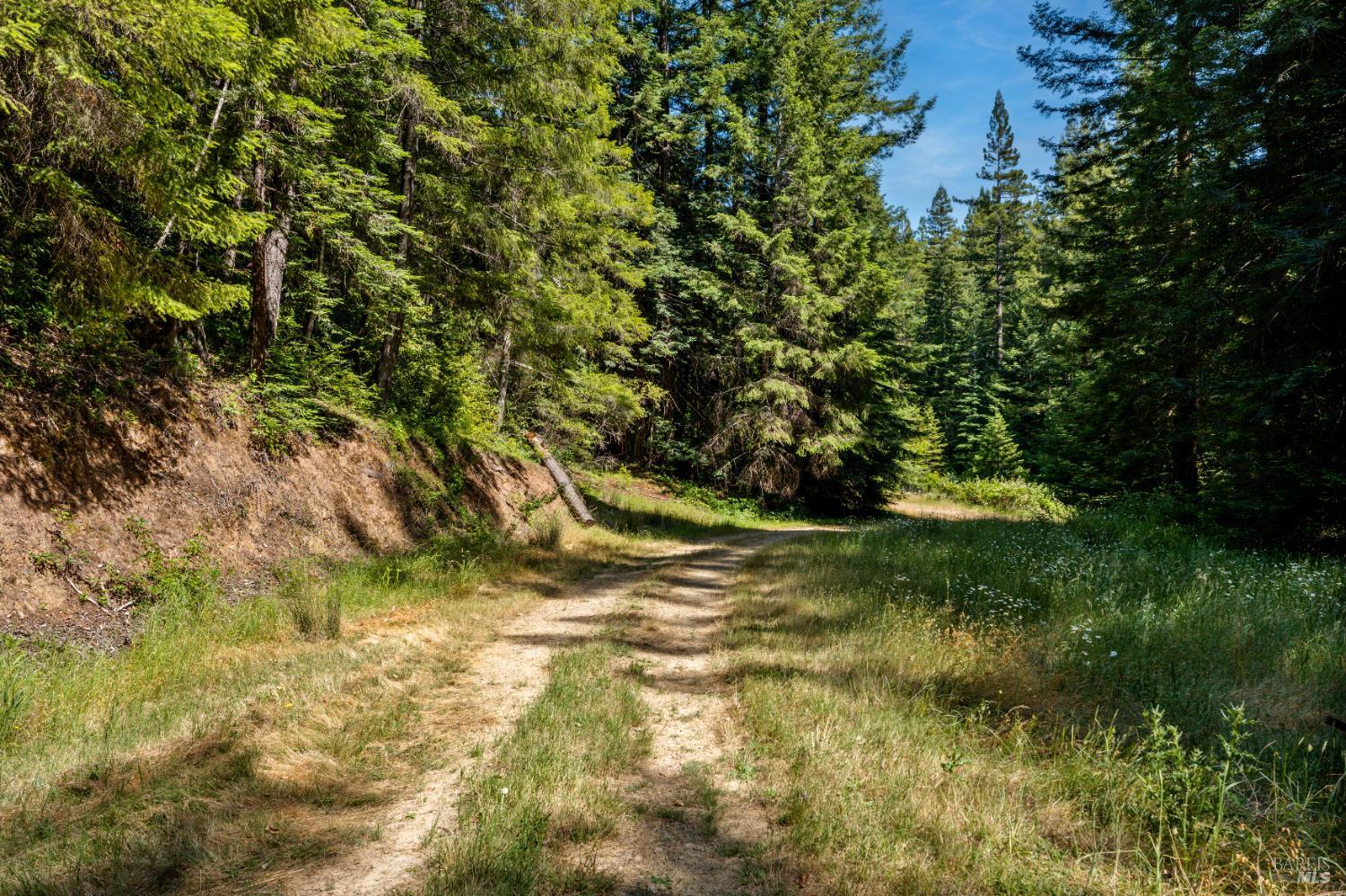 5801 Flynn Creek Road Comptche, CA 95427 - Photo 14 of 18 a view of a yard