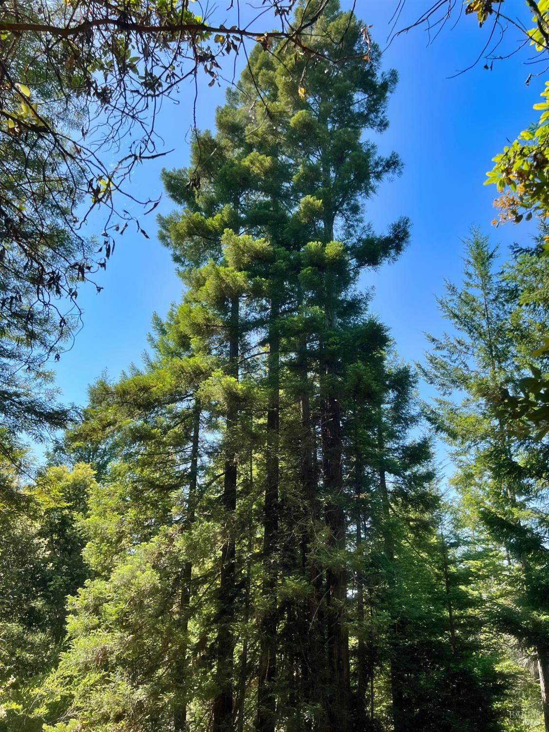 5801 Flynn Creek Road Comptche, CA 95427 - Photo 15 of 18 a view of a tree