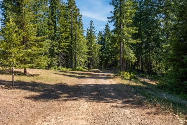 a view of a yard with large trees