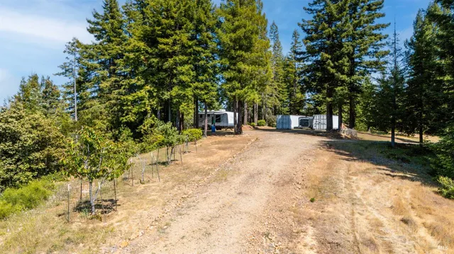 a view of a yard with large trees