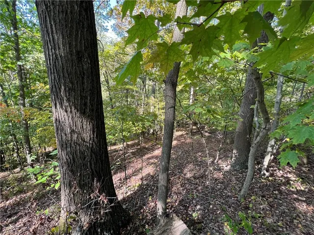 a view of a tree in a yard