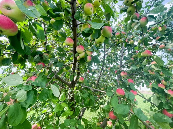 $385,000 | 49404 109th Avenue, Gonvick, MN 56644