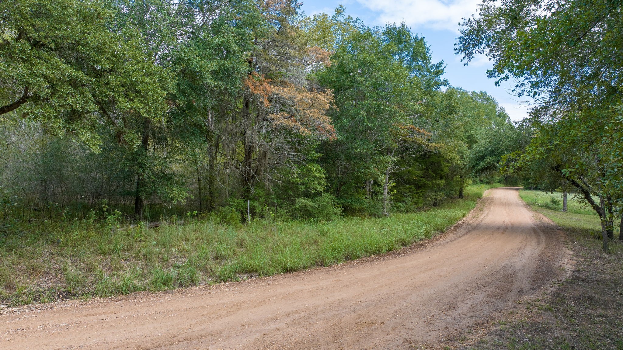 a view of a road with a yard and large trees