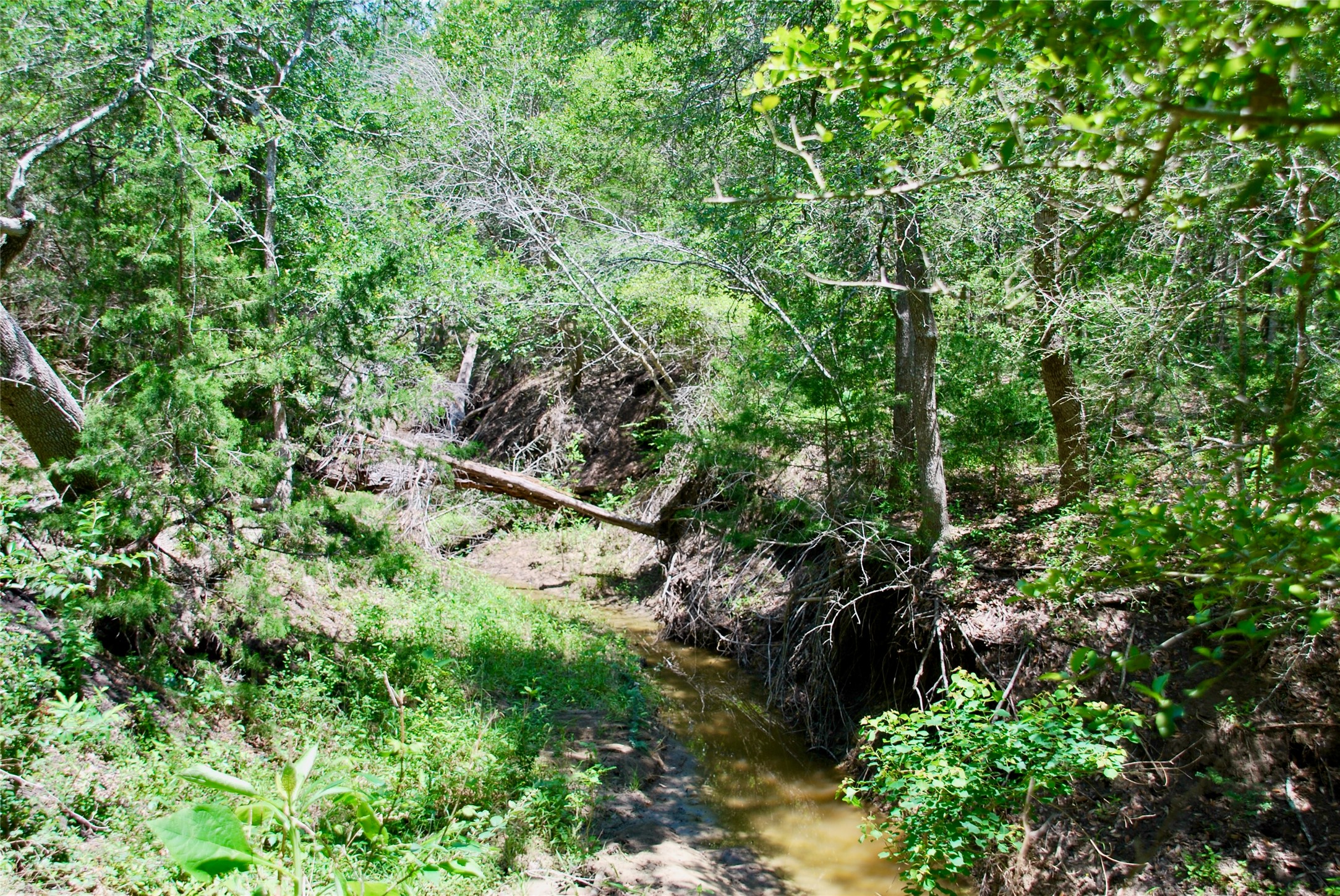 2116 Langdon Road Weimar, TX 78962 - Photo 31 of 43 a view of a forest with a tree