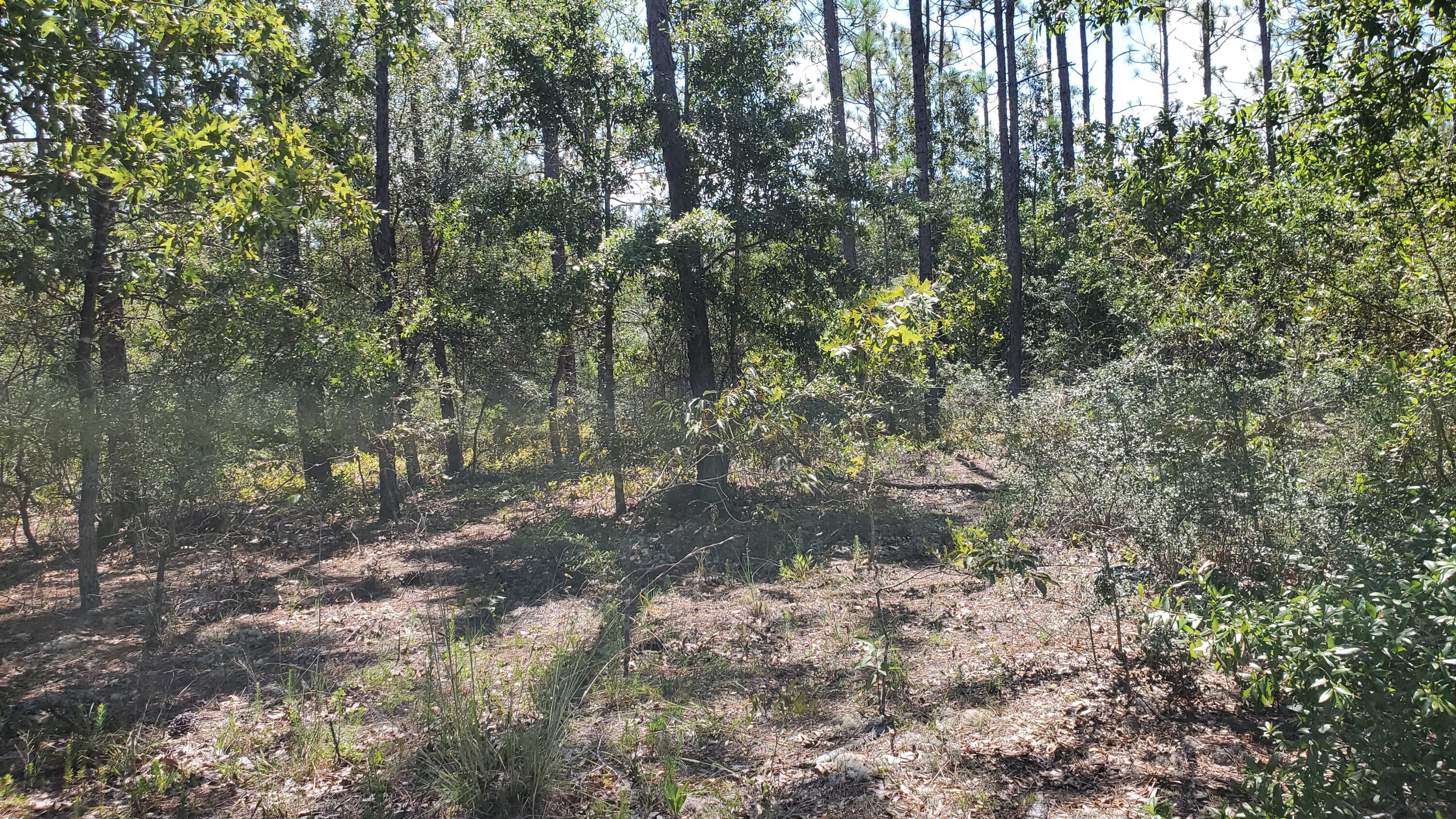 2.1-ac Mt Olive Road Crestview, FL 32539 - Photo 1 of 12 20210814_111407