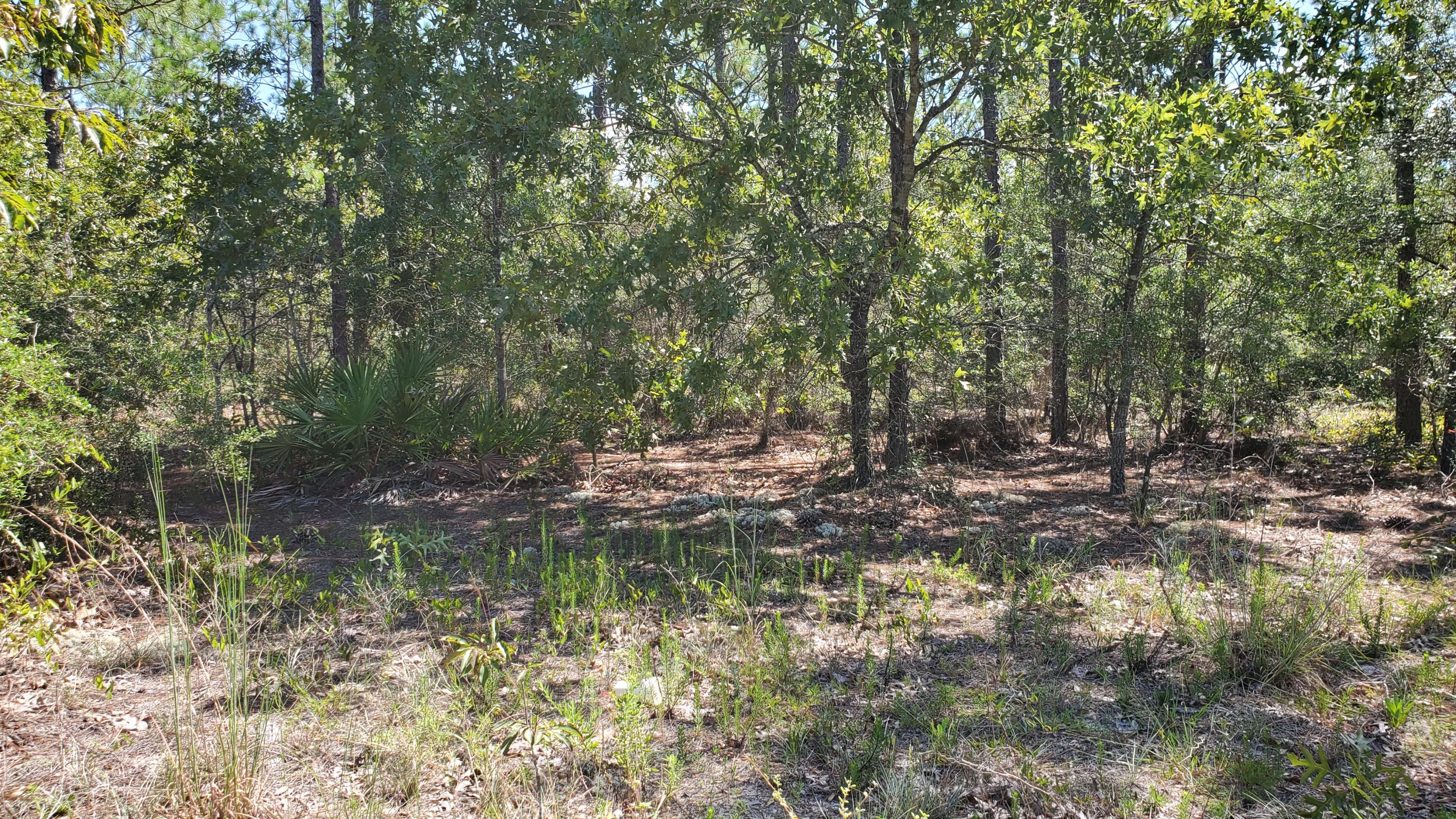 2.1-ac Mt Olive Road Crestview, FL 32539 - Photo 2 of 12 20210814_111401