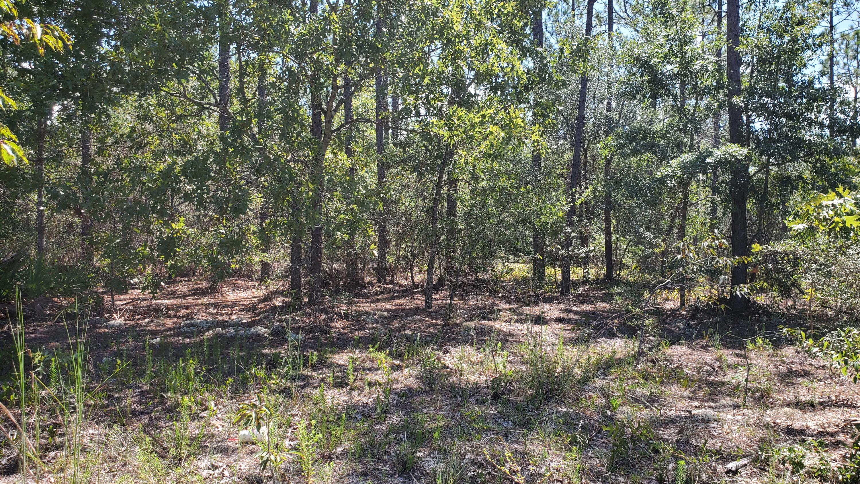 2.1-ac Mt Olive Road Crestview, FL 32539 - Photo 3 of 12 20210814_111353