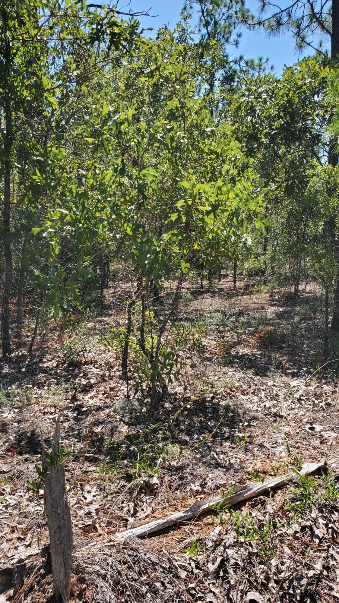 2.1-ac Mt Olive Road Crestview, FL 32539 - Photo 4 of 12 20210814_111253