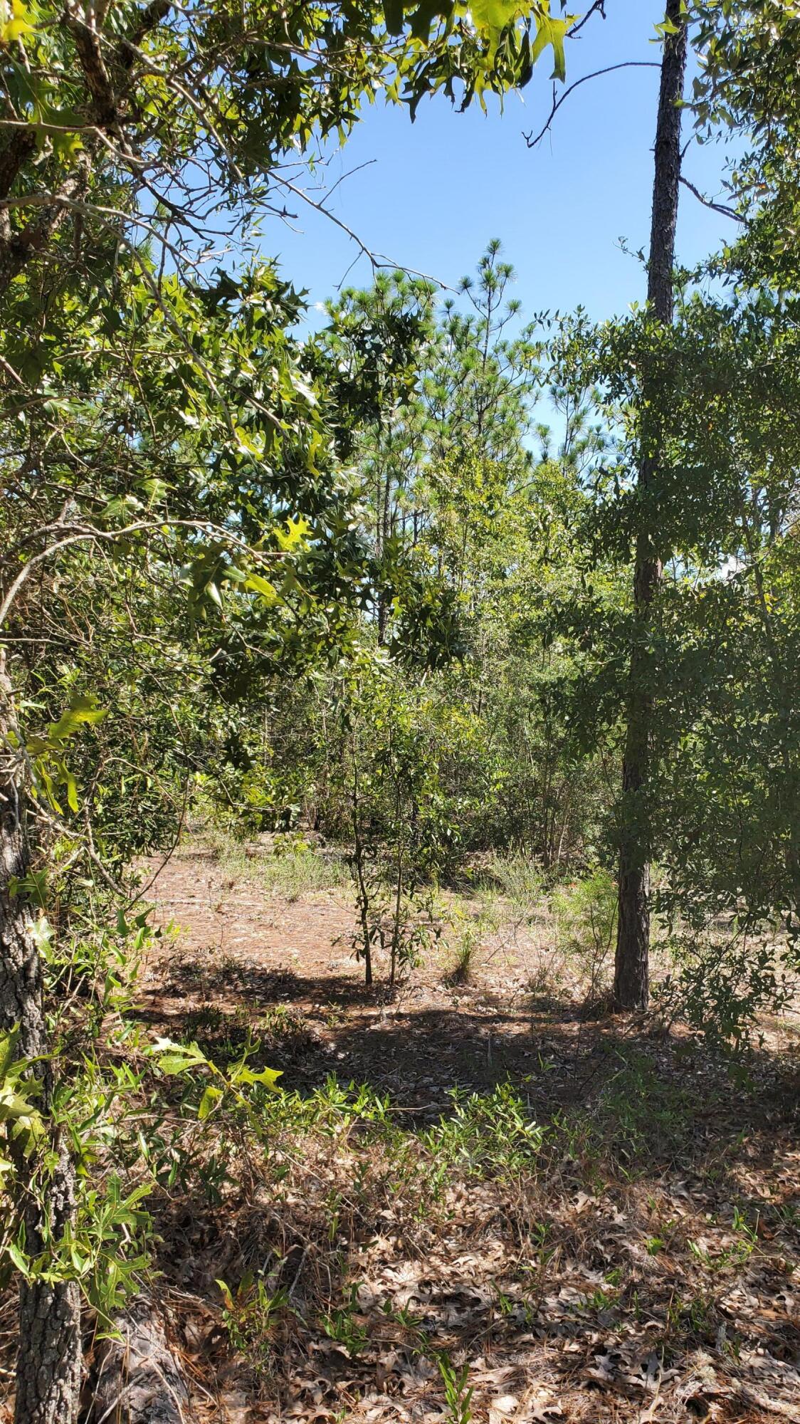 2.1-ac Mt Olive Road Crestview, FL 32539 - Photo 5 of 12 20210814_111303