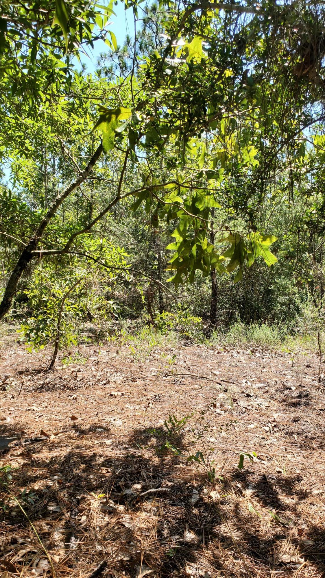 2.1-ac Mt Olive Road Crestview, FL 32539 - Photo 6 of 12 20210814_111225