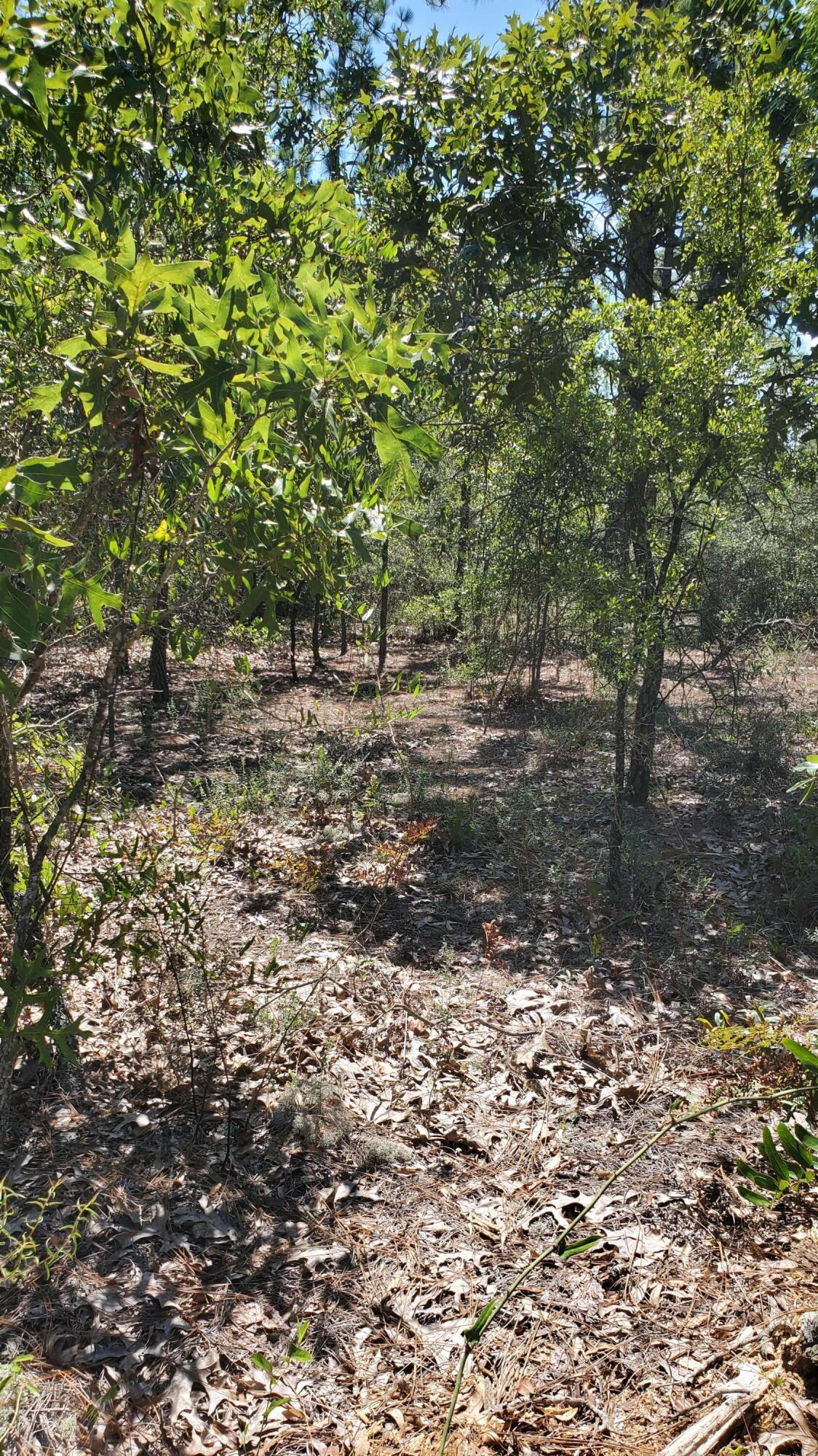 2.1-ac Mt Olive Road Crestview, FL 32539 - Photo 7 of 12 20210814_111259