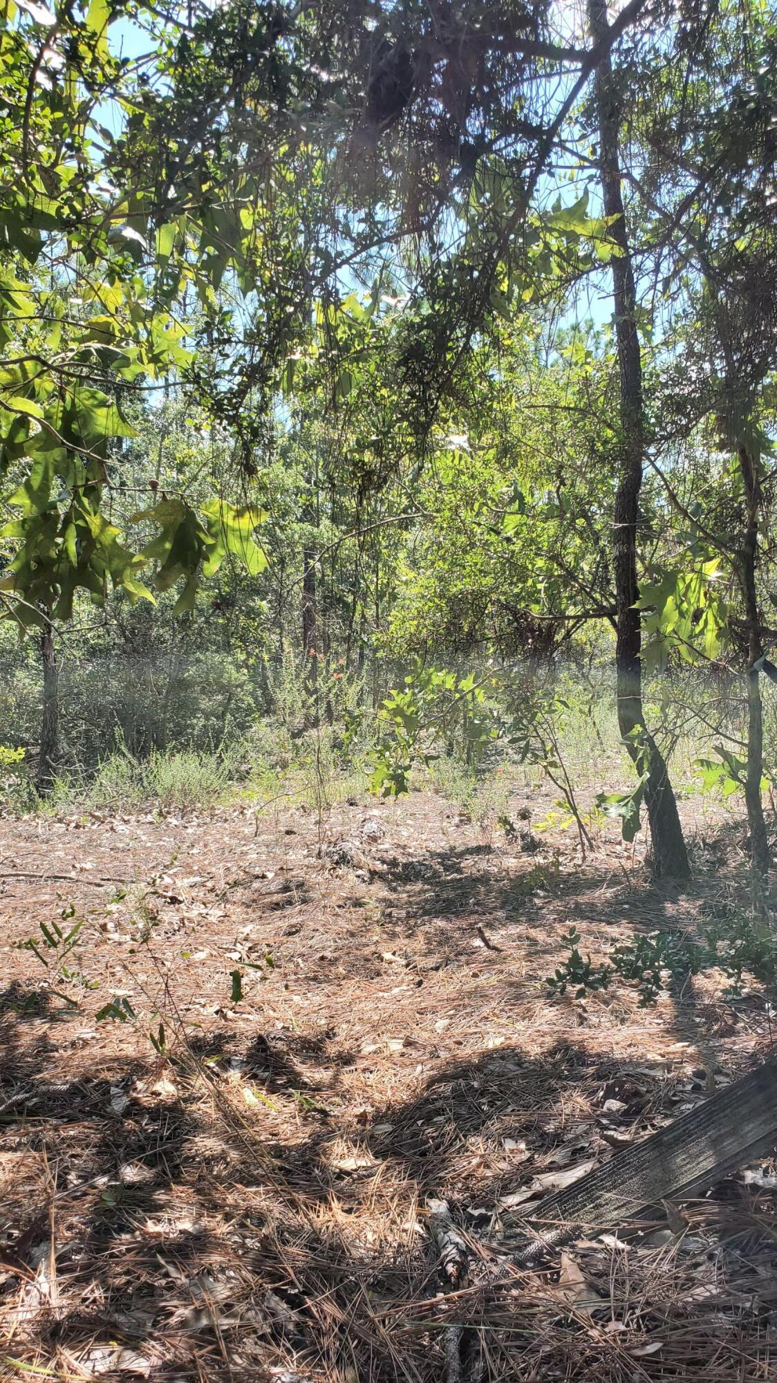 2.1-ac Mt Olive Road Crestview, FL 32539 - Photo 9 of 12 20210814_111221