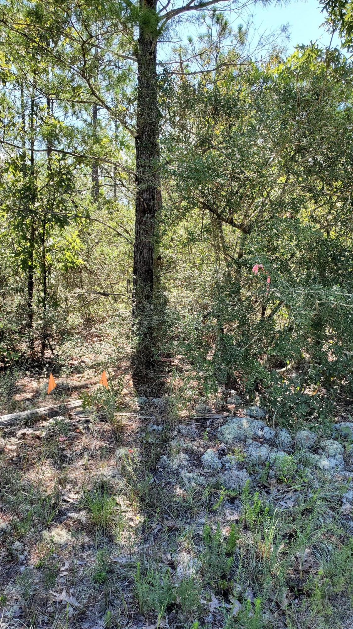 2.1-ac Mt Olive Road Crestview, FL 32539 - Photo 10 of 12 20210814_111150