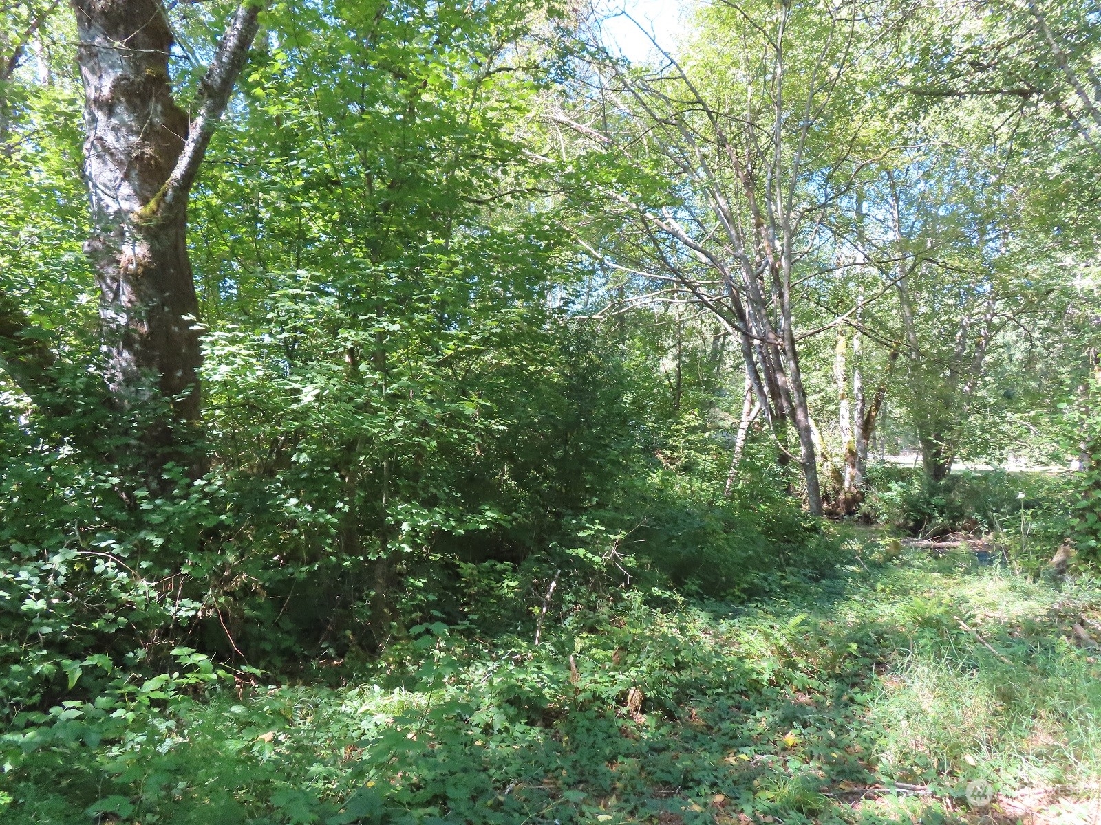 654 Shanklin Road Onalaska, WA 98570 - Photo 16 of 20 a view of a lush green forest