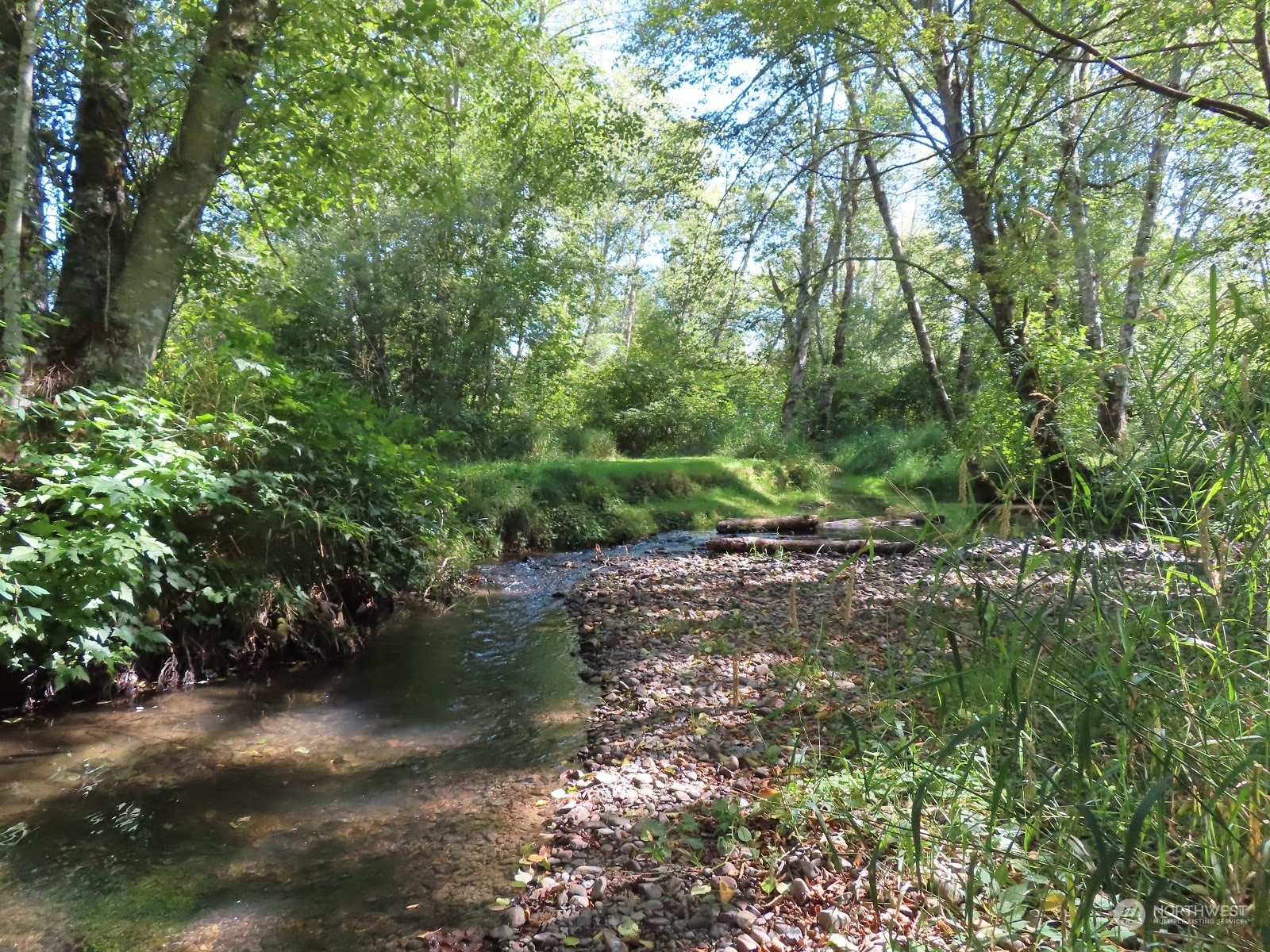 654 Shanklin Road Onalaska, WA 98570 - Photo 4 of 20 a view of a forest with trees