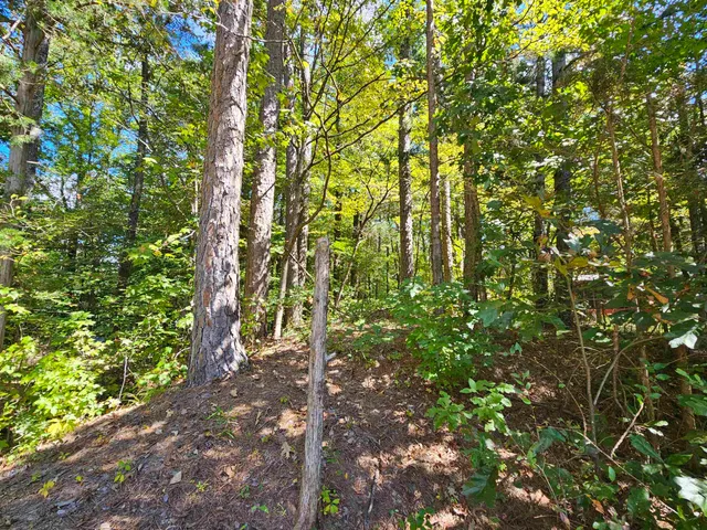a view of a yard with a tree