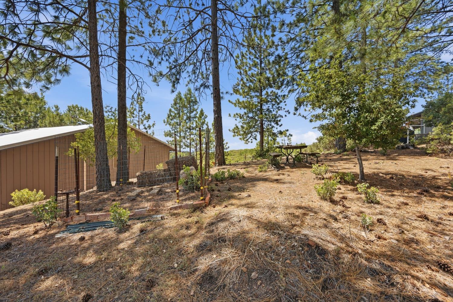 5595 Jasper-Ridge Murphys, CA 95247 - Photo 68 of 96 Fenced garden area.