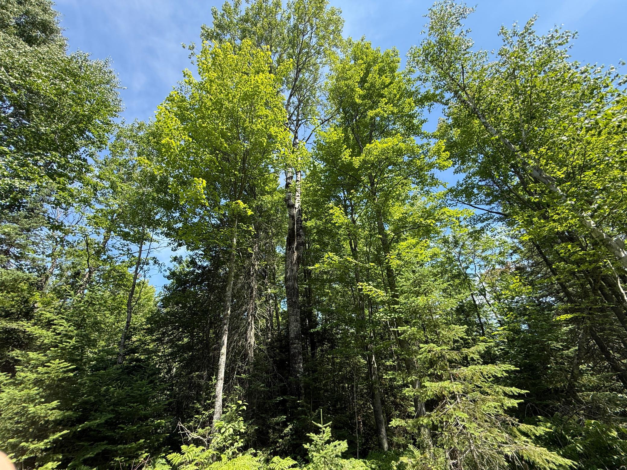 Tbd Arnold Road Duluth, MN 55803 - Photo 15 of 48 Gallery Image 15