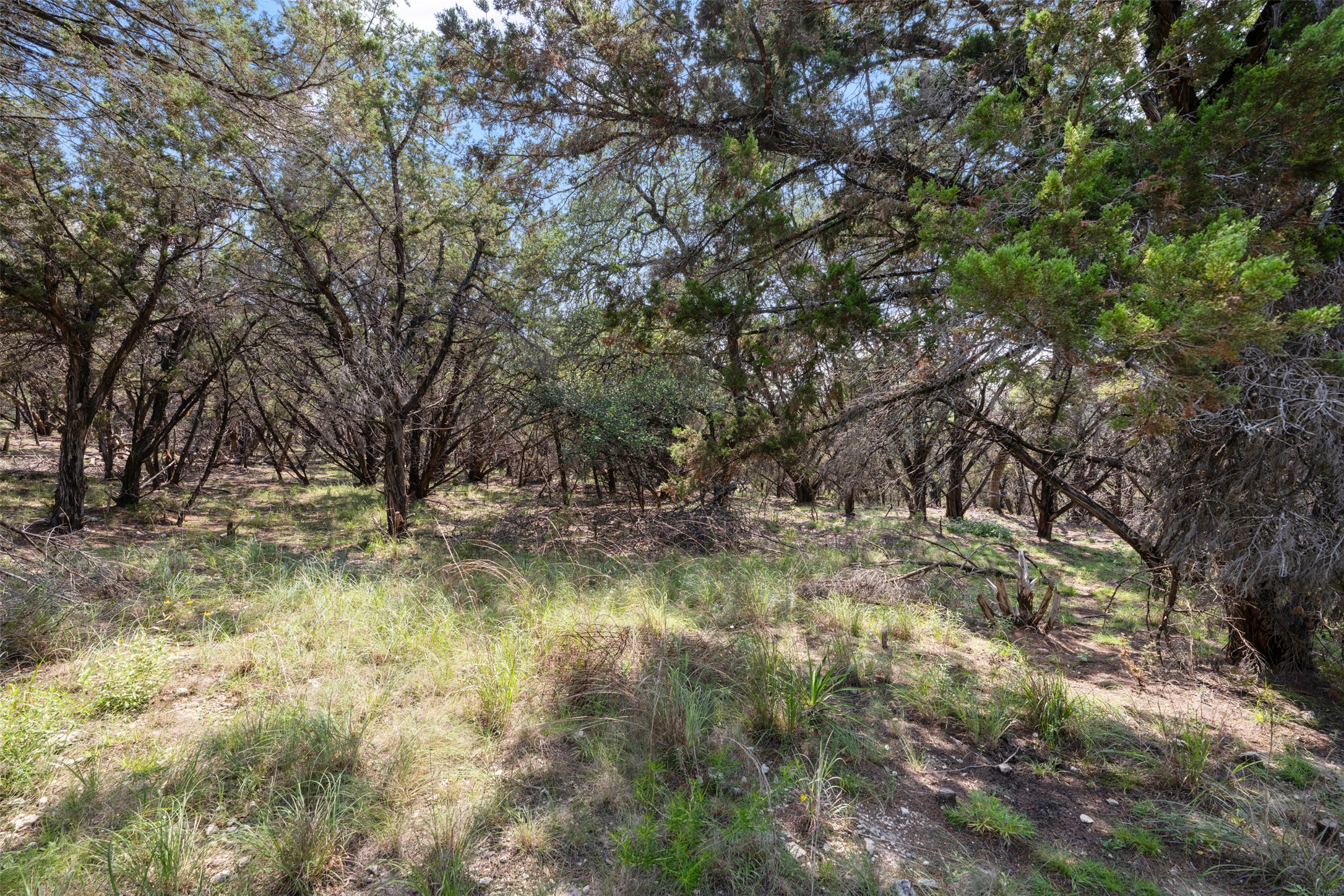 21105 Ridgeview Road Lago Vista, TX 78645 - Photo 23 of 34 Mature trees and natural grasses create a serene, wooded landscape.