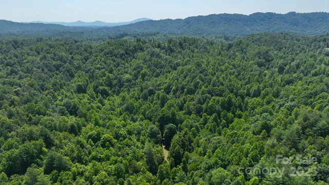 a view of a forest with a mountain