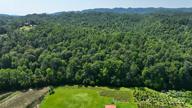 a view of a lush green forest