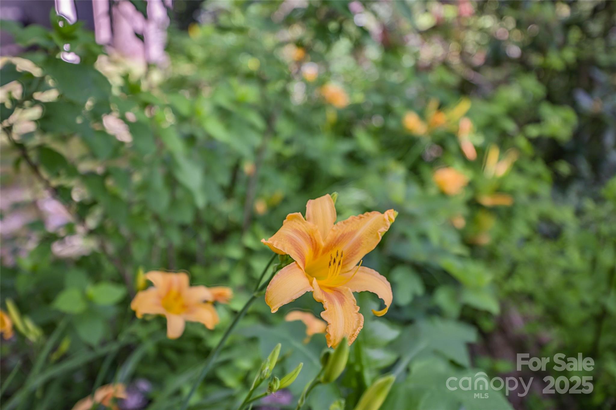 56 Faraway Drive Cullowhee, NC 28723 - Photo 2 of 46 a view of a tree