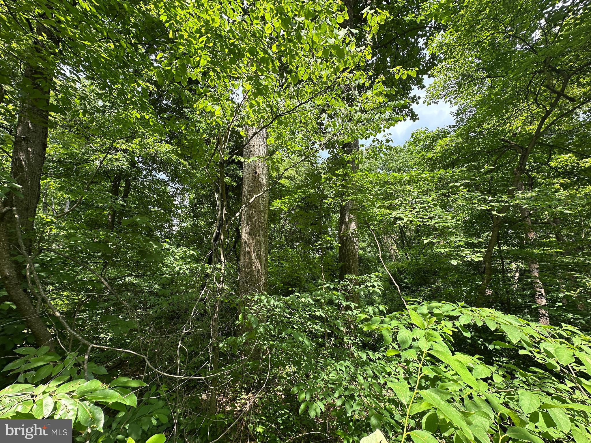 3 52 /- Acres Oak Ridge Trail Fairfield, PA 17320 - Photo 9 of 13
