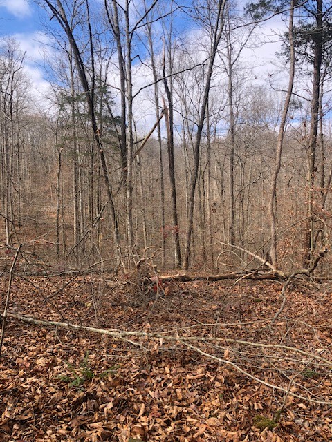 8510 Alex Goins Road Lyles, TN 37098 - Photo 3 of 3 a view of a yard with trees