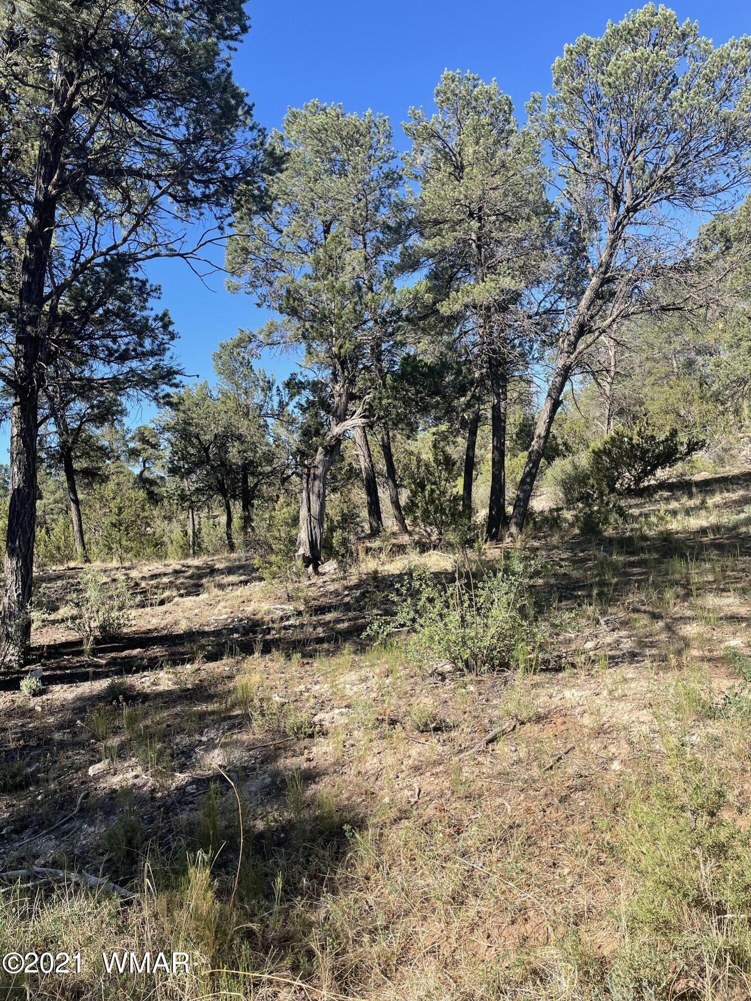 3125 Ranch Road Overgaard, AZ 85933 - Photo 2 of 9