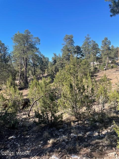 3125 Ranch Road Overgaard, AZ 85933 - Photo 3 of 9