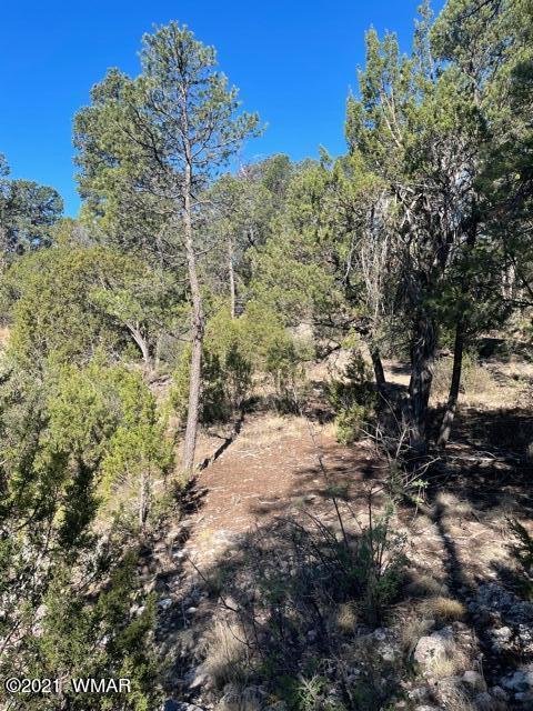 3125 Ranch Road Overgaard, AZ 85933 - Photo 5 of 9