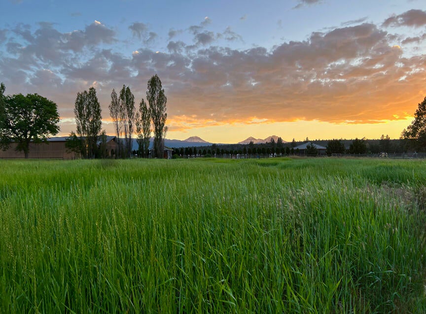 18425 Pinehurst Road Bend, OR 97703 - Photo 13 of 21 Grass and Mountains2