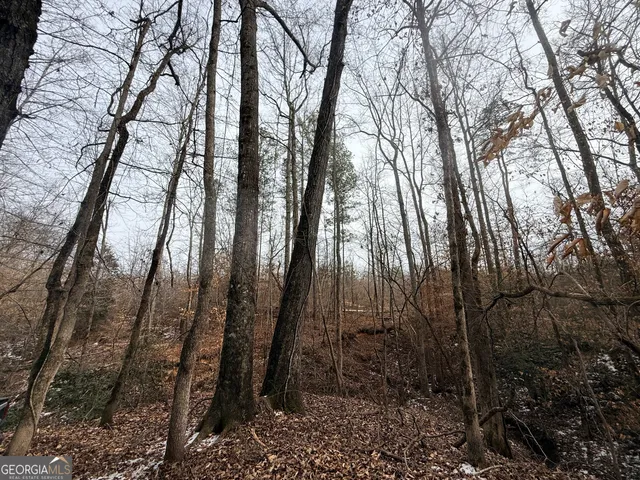 a view of a forest with trees in the background