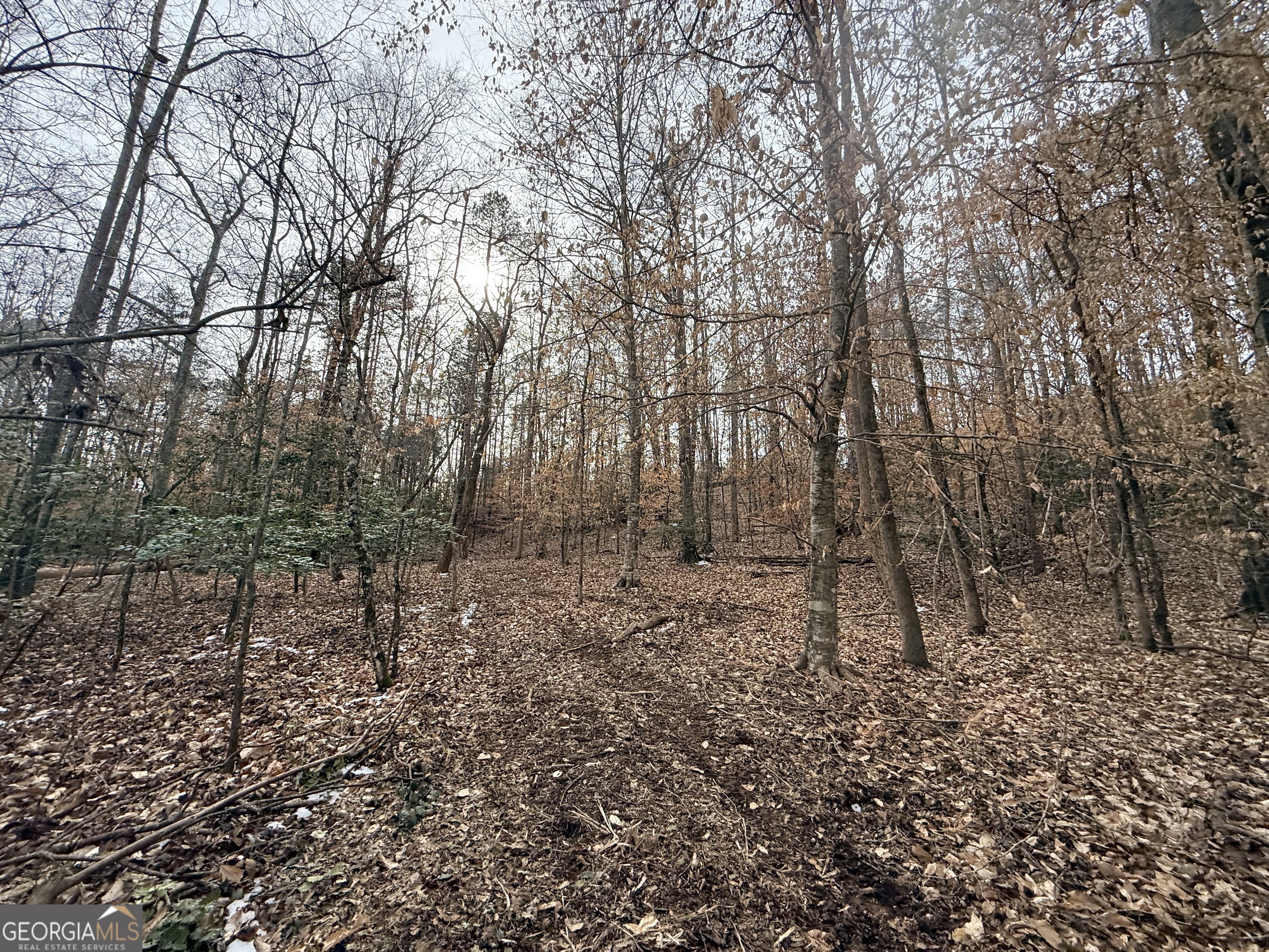 20 Turning Point Way Elberton, GA 30635 - Photo 17 of 40 a view of a forest with trees in the background