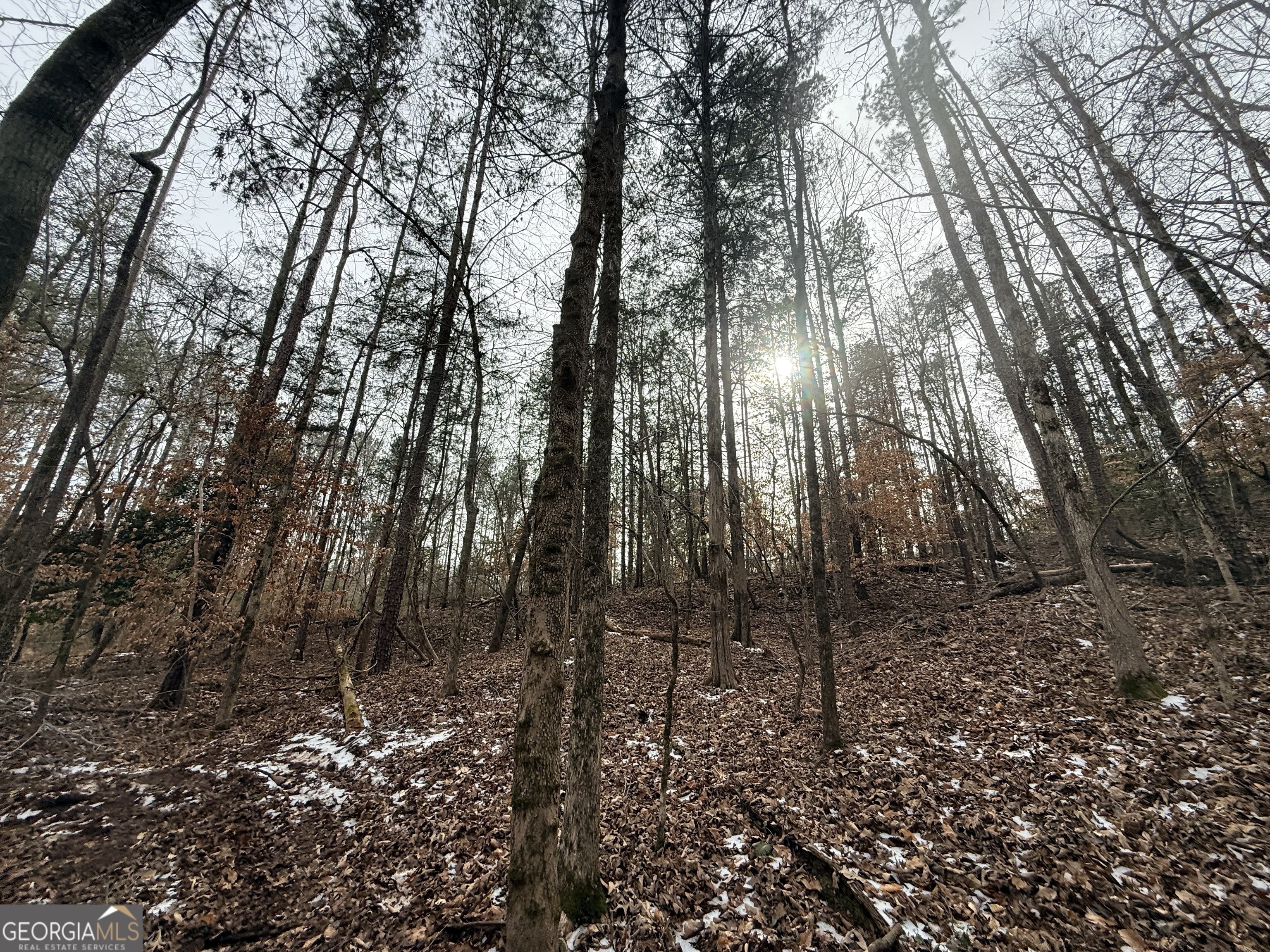 20 Turning Point Way Elberton, GA 30635 - Photo 21 of 40 a view of forest