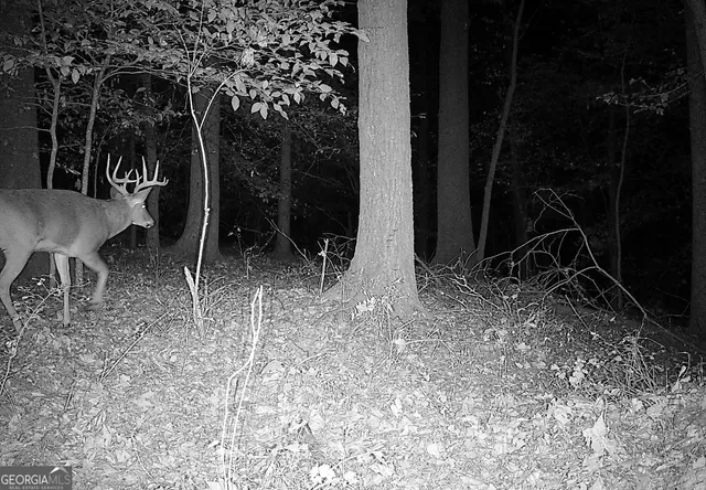 a view of a forest with trees in the background