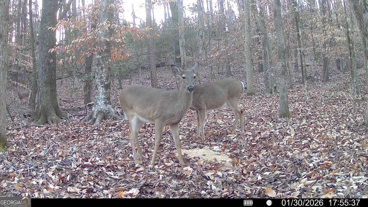 20 Turning Point Way Elberton, GA 30635 - Photo 33 of 40 a view of a dry yard with trees and wooden fence