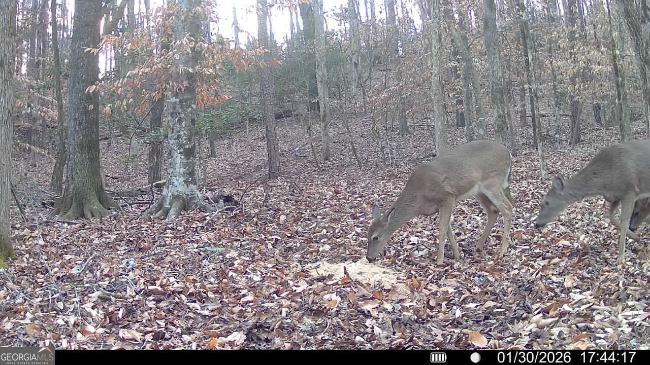 20 Turning Point Way Elberton, GA 30635 - Photo 37 of 40 a view of a yard