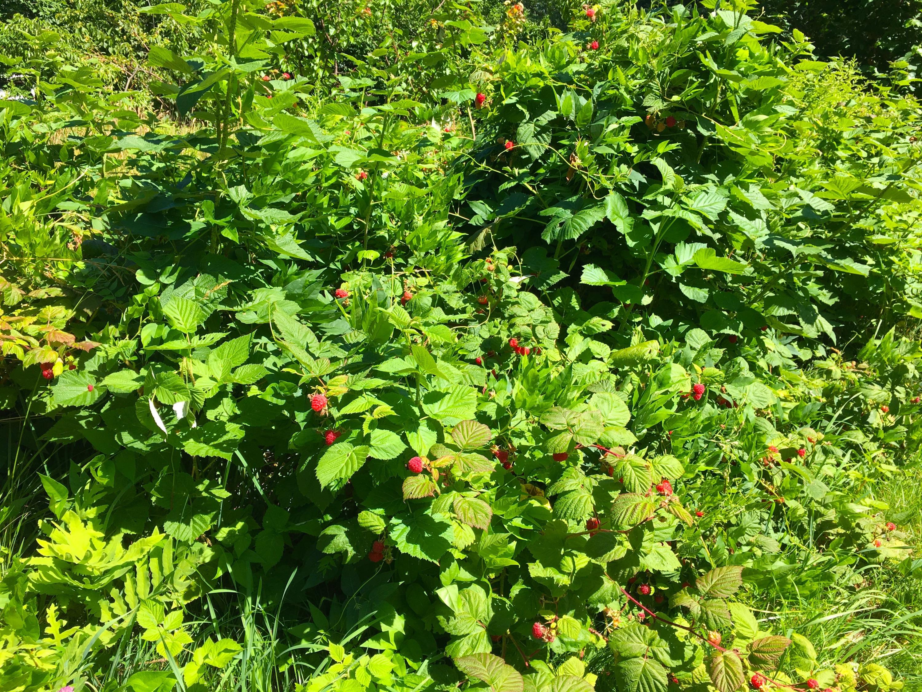 397 Owen Mann Road Farmington, ME 04938 - Photo 13 of 16 image13
