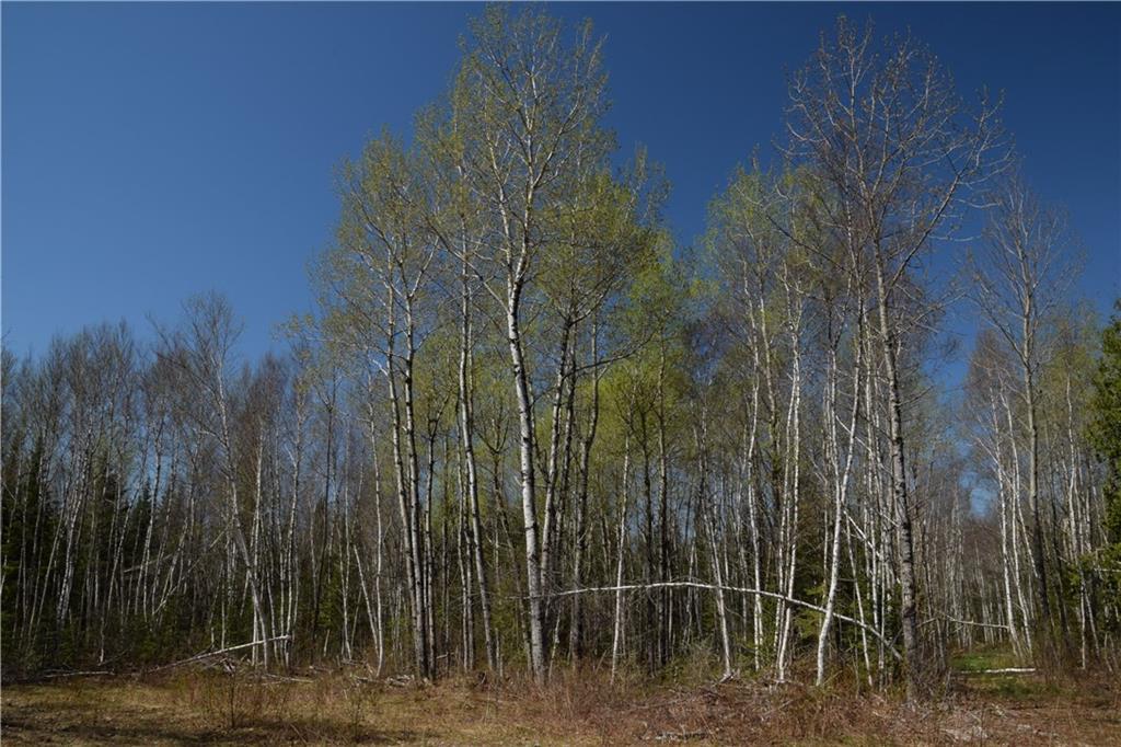 0 Shep Road Springfield, ME 04487 - Photo 14 of 23 Marketable Timber