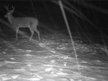 52402 Oak Plains Road Marcellus, MI 49067 - Photo 55 of 59 Cropped Winter Buck
