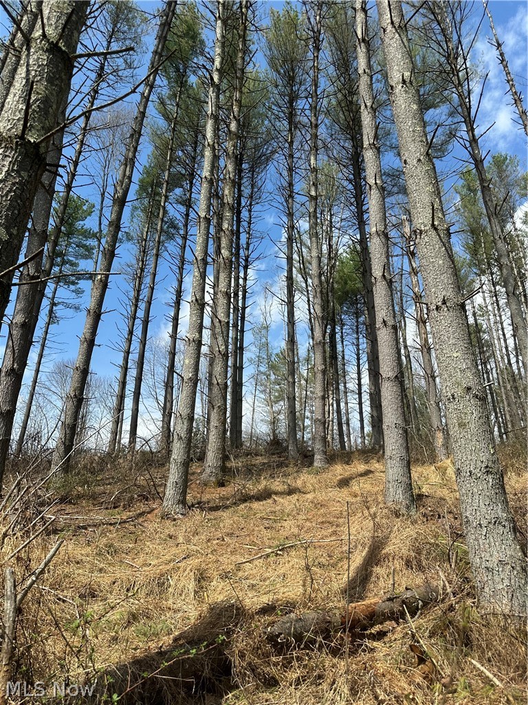 44800 Jim Stimpert Road Lewisville, OH 43754 - Photo 24 of 49 Pine trees
