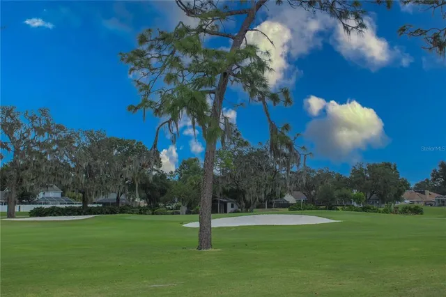 a view of a trees in a yard