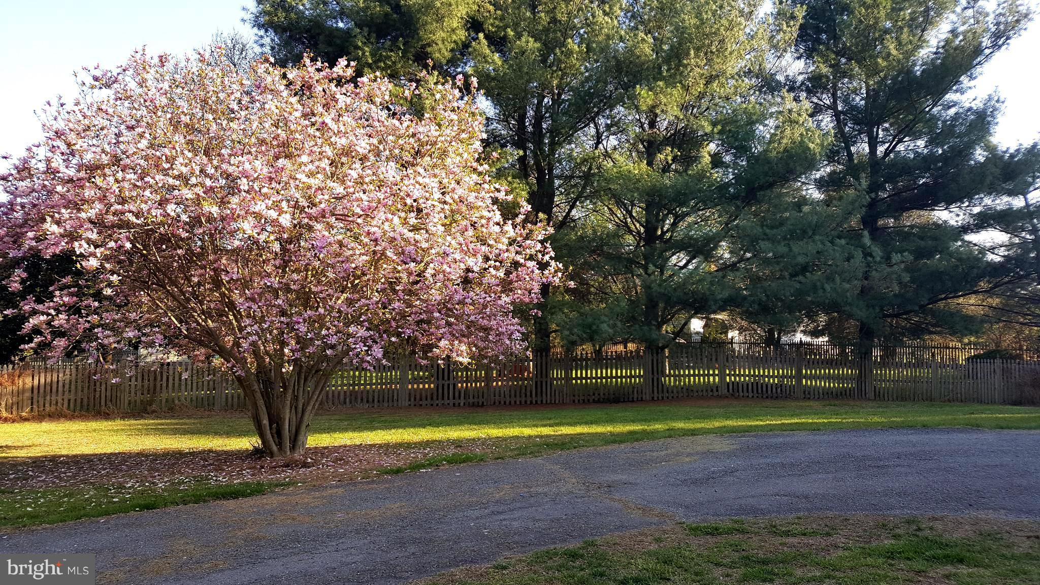 14710 Turkey Foot Road Gaithersburg, MD 20878 - Photo 26 of 28 Front yard